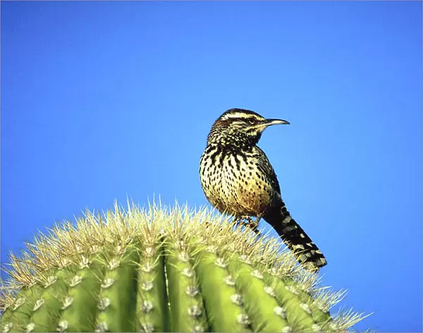 animal, bird, blue sky, cactus, day, full-length, needles, nobody, outdoor, standing