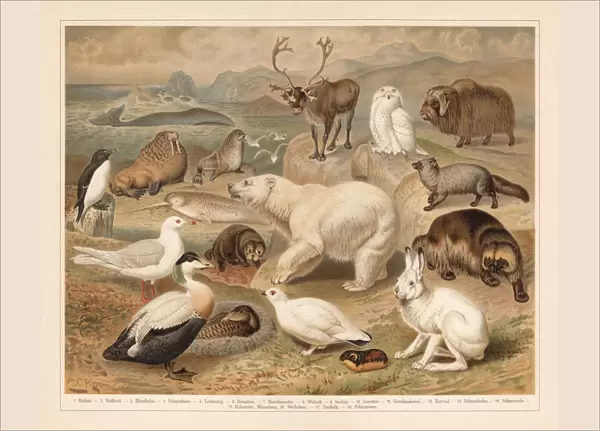 Arctic fauna, lithograph, published in 1897