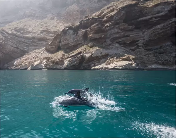 Dolphins in Socotra
