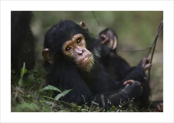 Eastern chimpanzee infant female Glamour aged 21 months resting on the forest floor