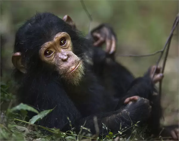 Eastern chimpanzee infant female Glamour aged 21 months resting on the forest floor