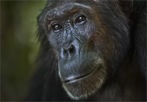 Eastern chimpanzee female Nasa aged 25 years portrait