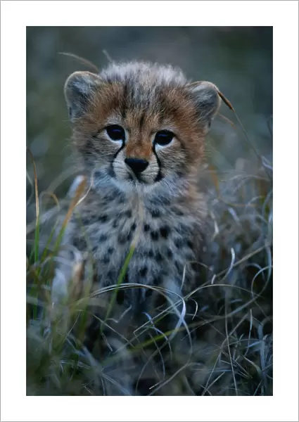 Cheetah cub (Acinonyx jubatus) close up, Masai Mara National Reserve, Kenya