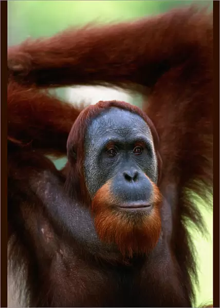 Orang utan (Pongo pygmaeus) close up, Gunung leuser N. P, Indonesia