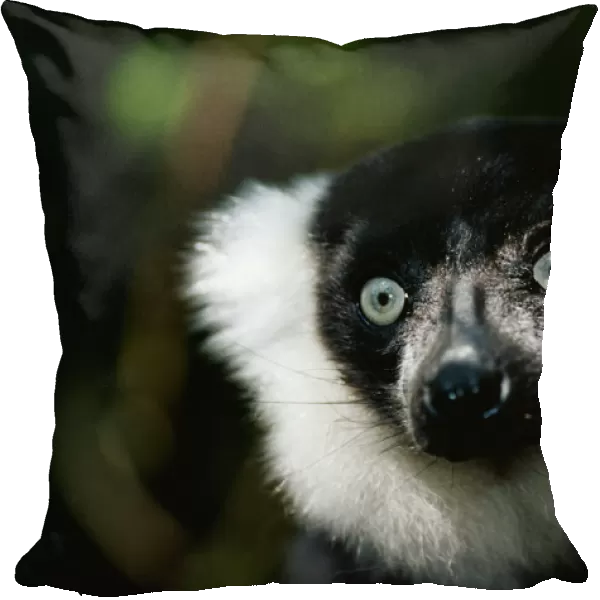 Ruffed lemur (Varecia variegata) close up, captive, Madagascar