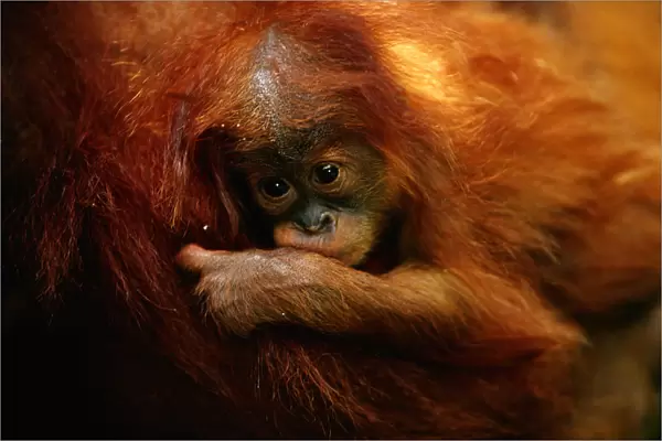 Young orang utan (Pongo pygmaeus) close up, Gunung leuser N. P, Indonesia