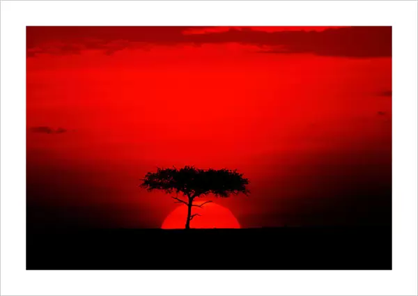 Acacia trees and sunset, Masai Mara, Kenya
