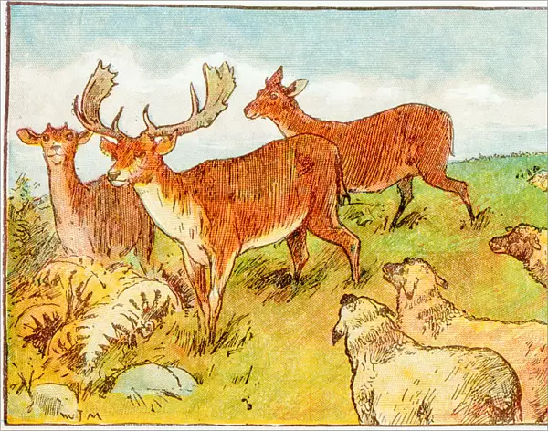 Antique children book illustrations: Deer and sheep