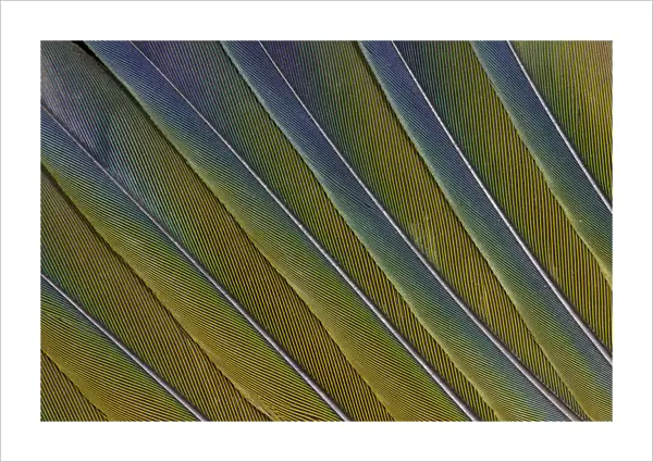 Tail Feather Pattern & Design Sun Conure Parrot