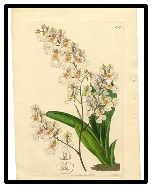 Gynandria Monandria Victorian Botanical Illustration, Oncidium, Oncidium Pulchellum, 1835