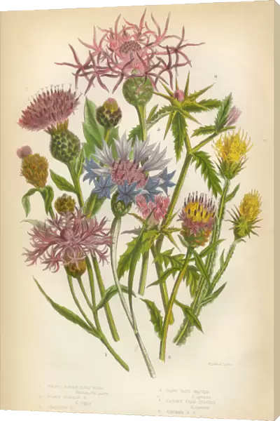 Thistle, Star Thistle, Knapweed, Blue Bottle, Victorian Botanical Illustration
