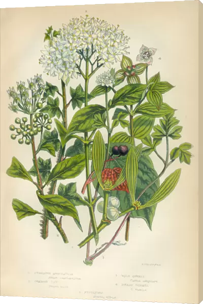 Mistletoe, Ivy, Cornet, Trumpetflower, Moschatell, Victorian Botanical Illustration