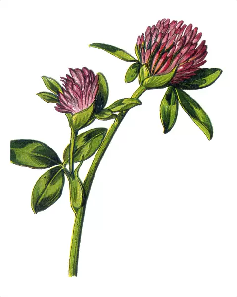 clover. Antique illustration of a Medicinal and Herbal Plants