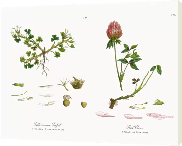 Subterranean Trefoil, Trifolium Subterraneum, Victorian Botanical Illustration, 1863