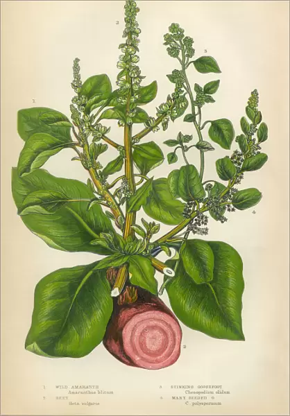 Amaranth, Root, Beet, Goosefoot, Quinoa, Chenopodium, Victorian Botanical Illustration