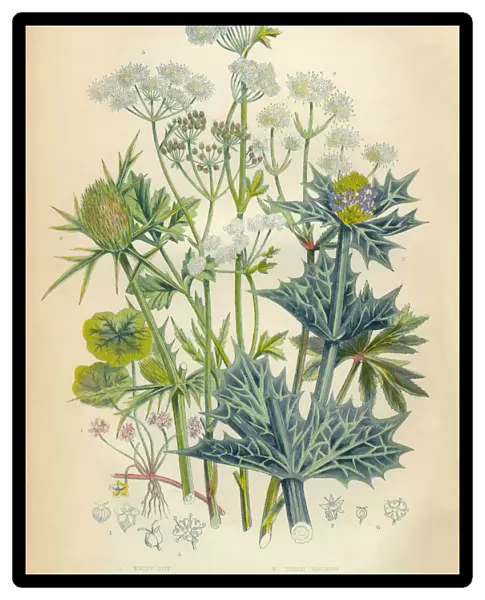 Wood Sanicle, Carrot, Parsnip, Holly, Hemlock, Celery, Victorian Botanical Illustration