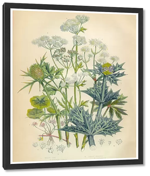Wood Sanicle, Carrot, Parsnip, Holly, Hemlock, Celery, Victorian Botanical Illustration