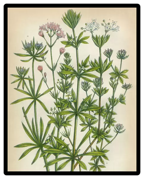 Bedstraw, Galium, Goosegrass, Madder, Rubia, Woodruff, Victorian Botanical Illustration