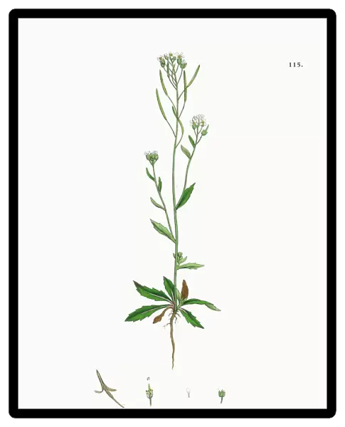 Thale Cress, Arabis Thaliana, Victorian Botanical Illustration, 1863
