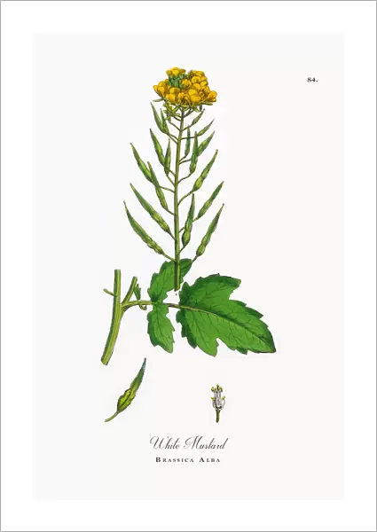 White Mustard, Brassica Alba, Victorian Botanical Illustration, 1863