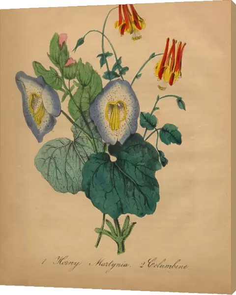 Horny Martynia and Columbine Victorian Botanical Illustration