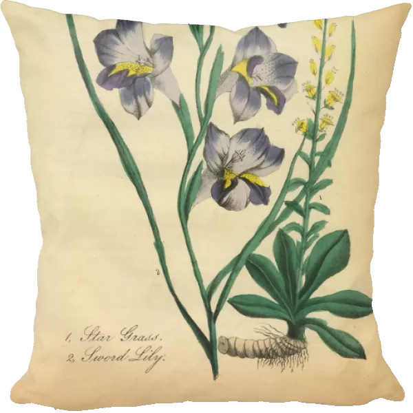 Star Grass and Sword Lily Victorian Botanical Illustration