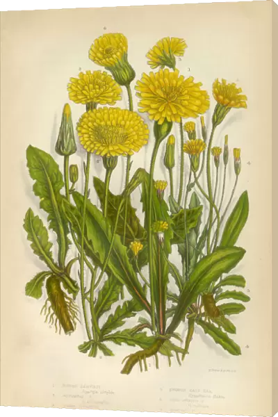 Sunflower, Dandelion, Hawkbit, Thrincia, Cats Ear, Victorian Botanical Illustration