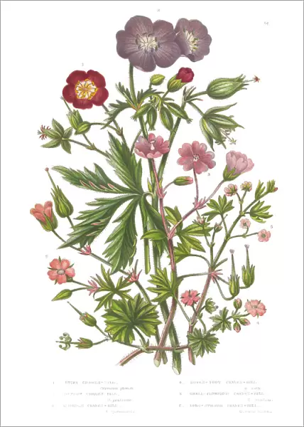 Cranesbill and Geranium Victorian Botanical Illustration