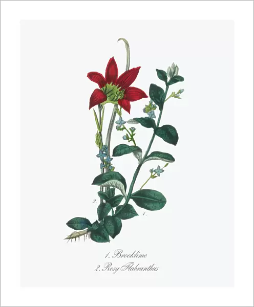 Victorian Botanical Illustration of Brooklime and Rosy Flabranthus