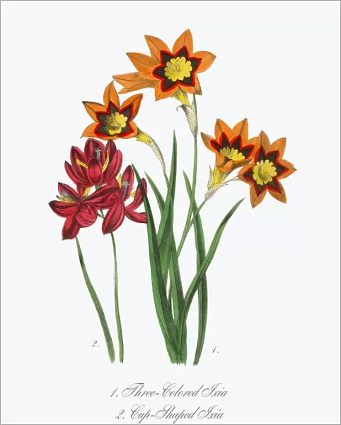 Victorian Botanical Illustration of Three-Colored and Cup-Shaped Ixia
