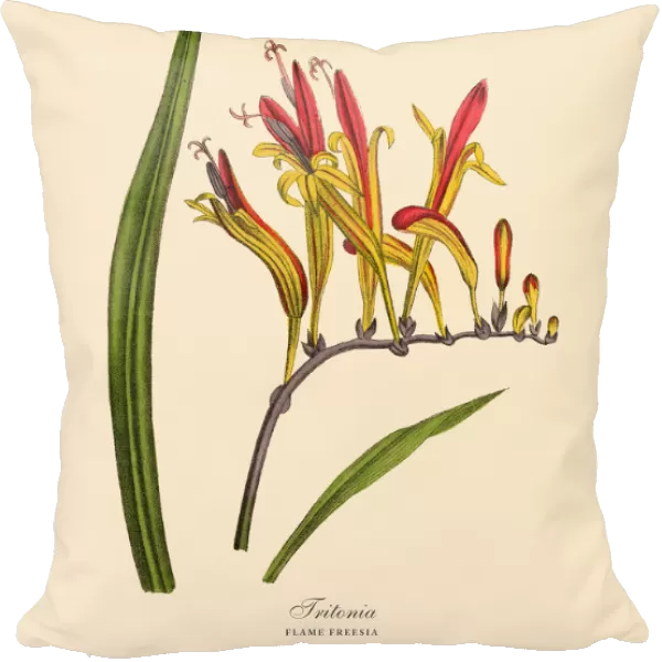 Tritonia or Flame Freesia Plants, Victorian Botanical Illustration