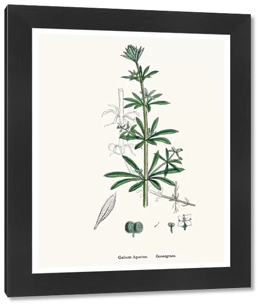 Goosegrass plant Galium aparine scientific illustration