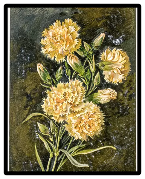 Carnation flower 19 century illustration