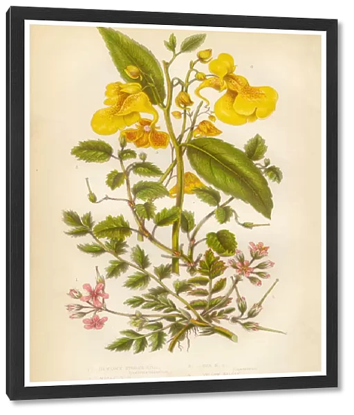 Victorian Botanical Illustration: Hemlock and Balsam