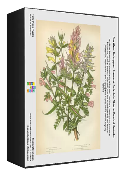 Cow Wheat, Melampyrum, Lousewort, Pedicularis, Victorian Botanical Illustration