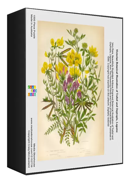 Victorian Botanical Illustration of Trefoil and Oxytropis, Legume