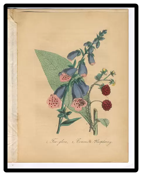 Foxglove, Digitalis, and Raspberry Victorian Botanical Illustration
