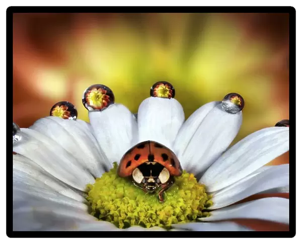 Ladybird on a daisy