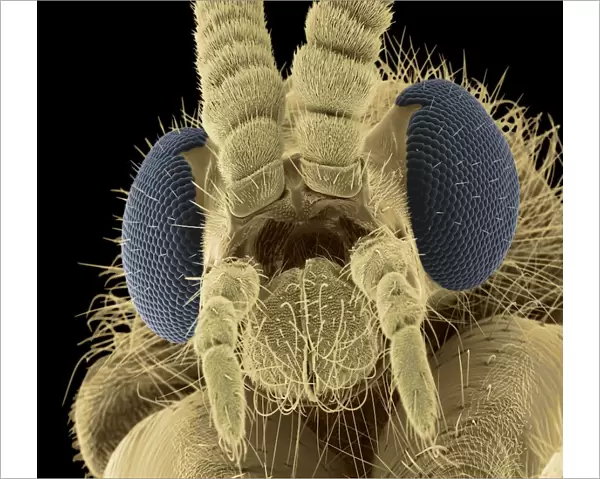 Fly head, colored scanning electron micrograph