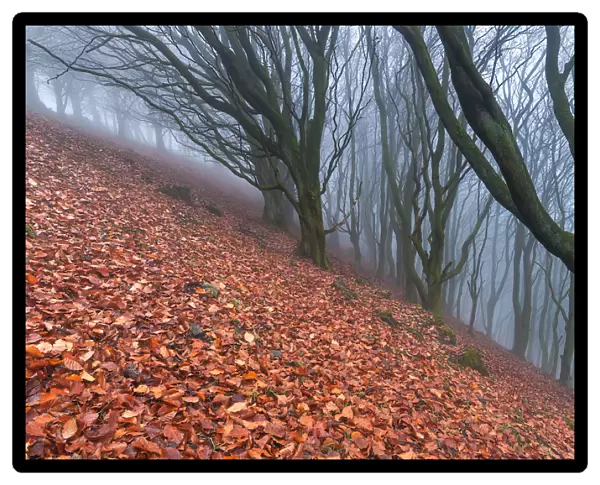 Award winning landscape. Trees in the mist. English Peak District. UK. Europe