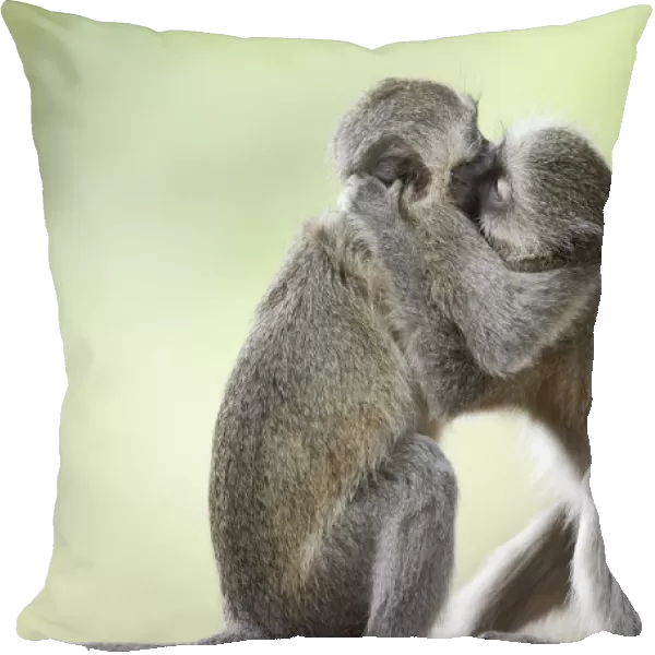 Vervet Monkeys (Chlorocebus pygerythrus)