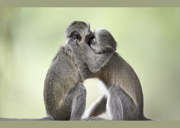 Vervet Monkeys (Chlorocebus pygerythrus)