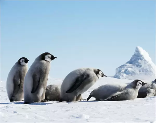 Emperor Penguins (Aptenodytes forsteri)