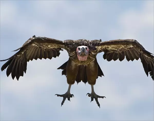 Lappet-faced Vulture (Torgos tracheliotos), Kenya