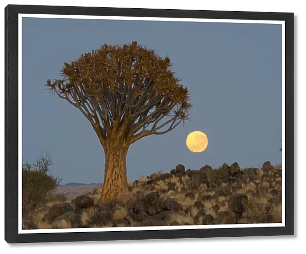 Quiver tree, Keetmanshoop, Namibia