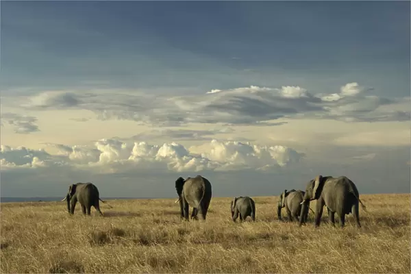 African elephants, Masai Mara Game Reserve, Kenya