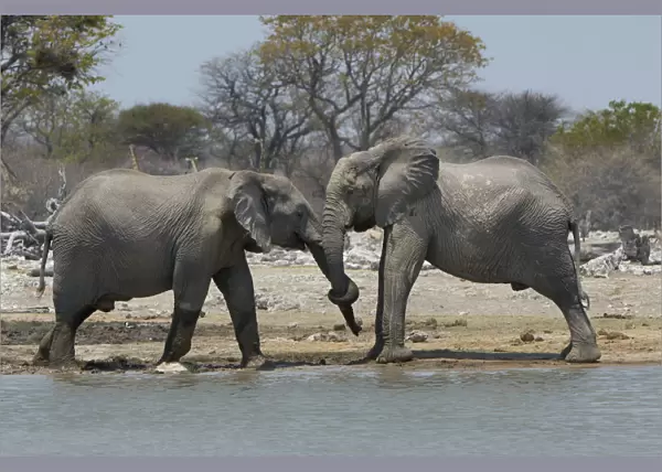 African elephants, Etosha National Park, Namibia