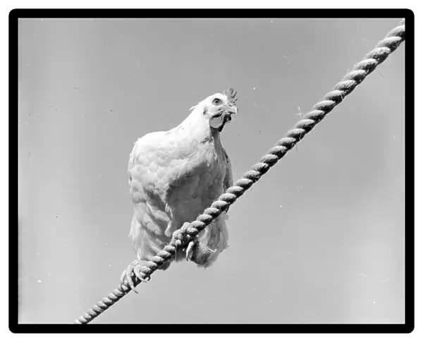 Tightrope. circa 1956: A chicken walking a tightrope