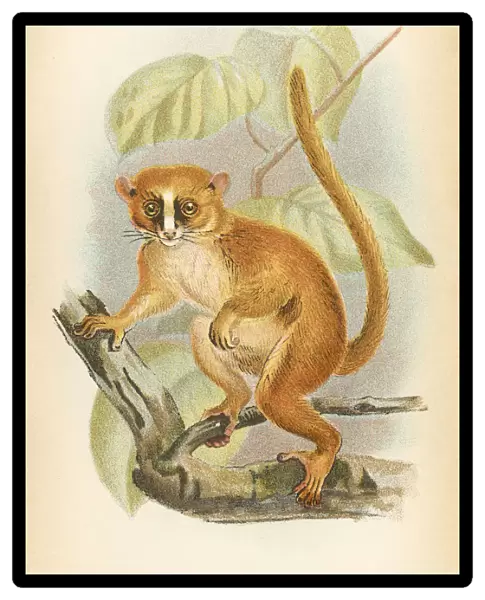 Dwarf lemur primate 1894