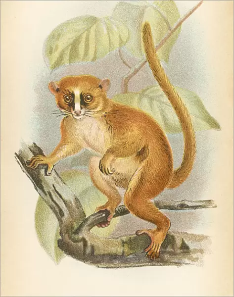 Dwarf lemur primate 1894
